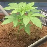 BMG Blood Moon Gelato