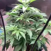 BMG Blood Moon Gelato