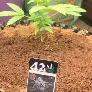 BMG Blood Moon Gelato