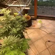 BMG Blood Moon Gelato