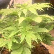 BMG Blood Moon Gelato