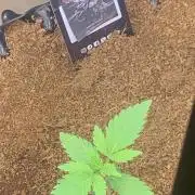 BMG Blood Moon Gelato