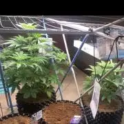 BMG Blood Moon Gelato