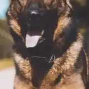 BMG Blood Moon Gelato