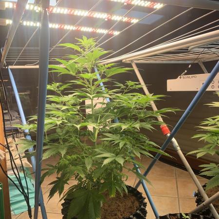 BMG Blood Moon Gelato