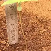 BMG Blood Moon Gelato