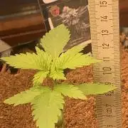 BMG Blood Moon Gelato