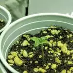 My First Grow: The Cannabristening