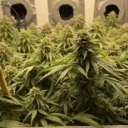 Mokum's Tulip - Dutch Passion GD:001