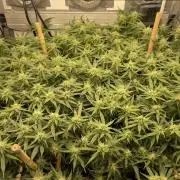 Spliff Strawberry SCROG