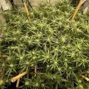 Spliff Strawberry SCROG