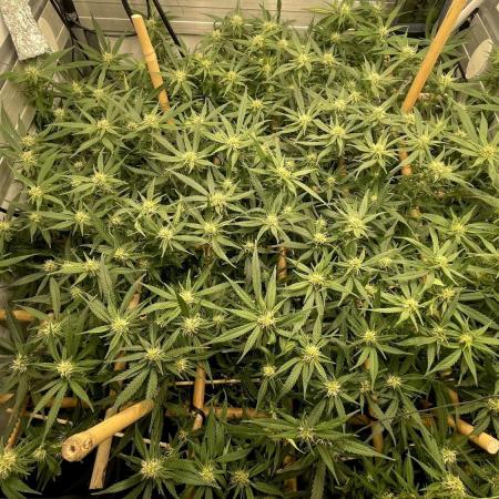 Spliff Strawberry SCROG