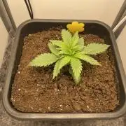 LST420:001 Mokum's Tulip - Dutch Passion