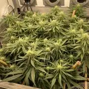 Mokum's Tulip - Dutch Passion GD:001