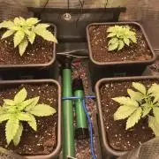 Melonade Runtz, Glueberry OG, PB Kush