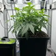 Mega Power Plant Spliff Seeds