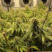 Mokum's Tulip - Dutch Passion GD:001