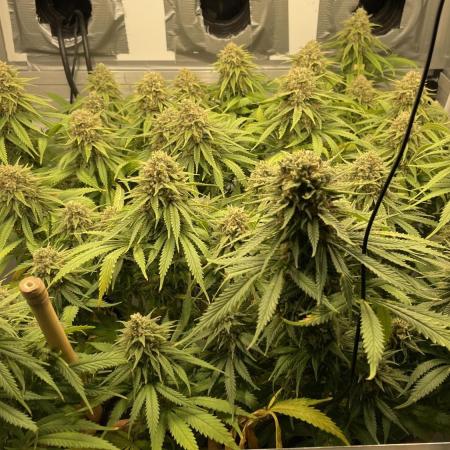 Mokum's Tulip - Dutch Passion GD:001