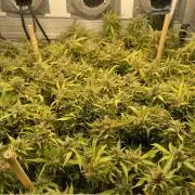 Spliff Strawberry SCROG