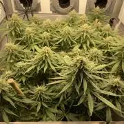 Mokum's Tulip - Dutch Passion GD:001