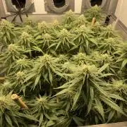 Mokum's Tulip - Dutch Passion GD:001