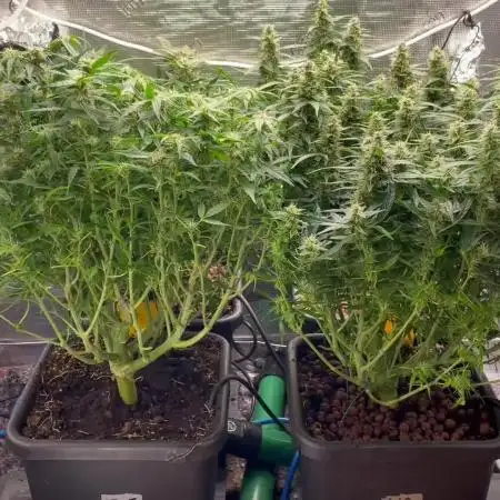 Mimosa x Orange P auto, OGK, Night Q, G