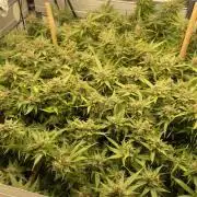 Spliff Strawberry SCROG