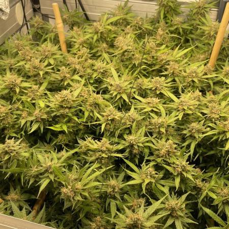 Spliff Strawberry SCROG
