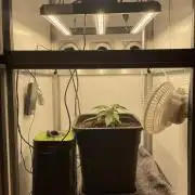 LST420:001 Mokum's Tulip - Dutch Passion