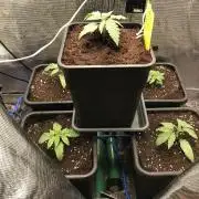 Melonade Runtz, Glueberry OG, PB Kush