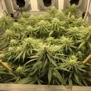 Mokum's Tulip - Dutch Passion GD:001