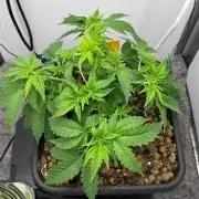 Mega Power Plant Spliff Seeds