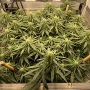 Mokum's Tulip - Dutch Passion GD:001