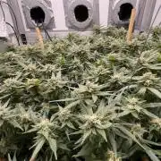 Spliff Strawberry SCROG