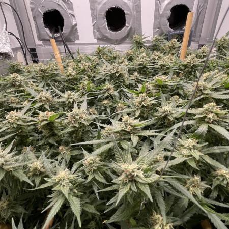 Spliff Strawberry SCROG