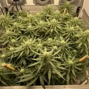 Mokum's Tulip - Dutch Passion GD:001