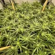 Spliff Strawberry SCROG
