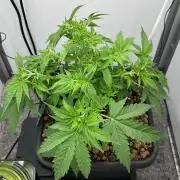 Mega Power Plant Spliff Seeds