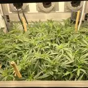 Spliff Strawberry SCROG