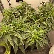 LST420:001 Mokum's Tulip - Dutch Passion