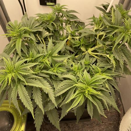 LST420:001 Mokum's Tulip - Dutch Passion