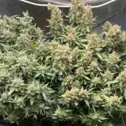 Auto Mimosa x Orange P, OGK, Night Q, G