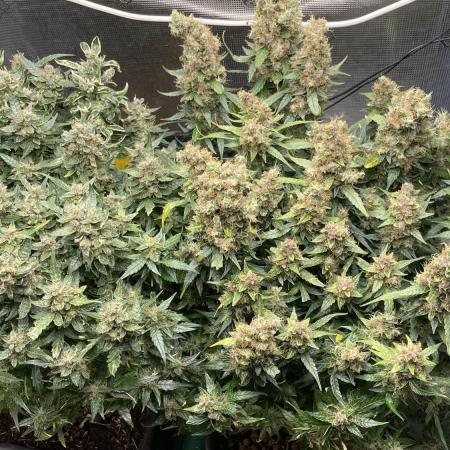 Auto Mimosa x Orange P, OGK, Night Q, G
