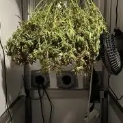 Spliff Strawberry SCROG