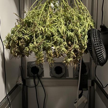 Spliff Strawberry SCROG