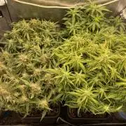CK, WZ, MPP, Spliff G, 2x4 Autopot