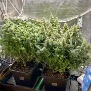 Auto Mimosa x Orange P, OGK, Night Q, G