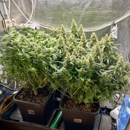 Auto Mimosa x Orange P, OGK, Night Q, G