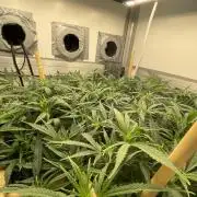 Spliff Strawberry SCROG