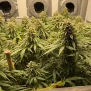 Mokum's Tulip - Dutch Passion GD:001